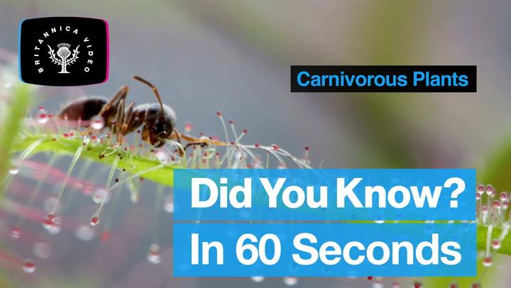 Did You Know In 60 Seconds: Carnivorous Plants