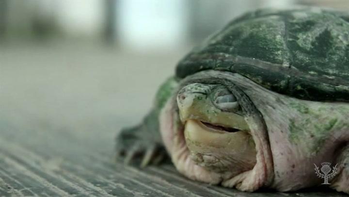 Did You Know Reptiles