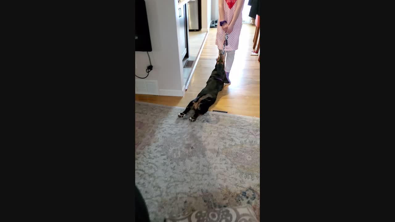 Corn the Basset Hound Loves Being Pulled Around During Tug of War