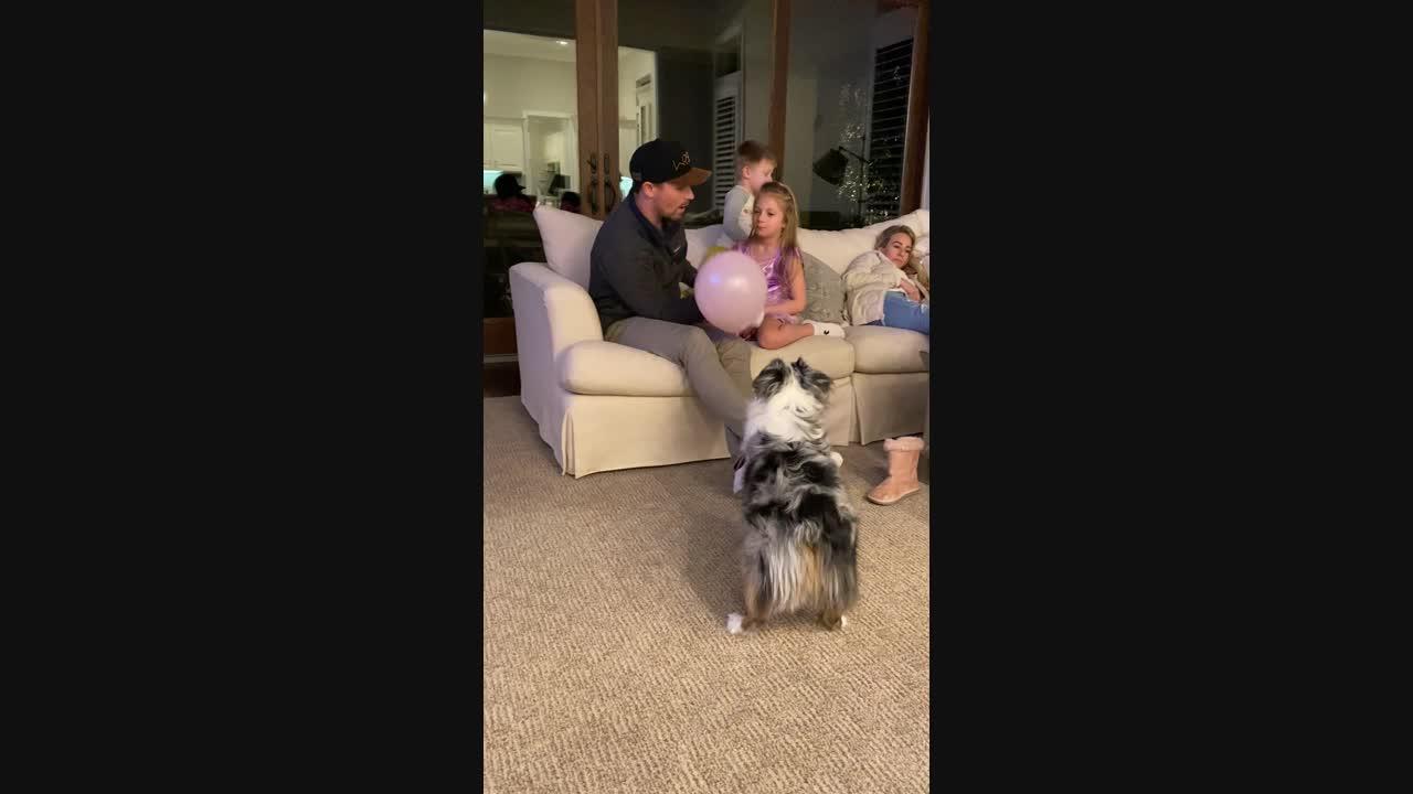 Australian Shepherd Loves Playing with Balloon