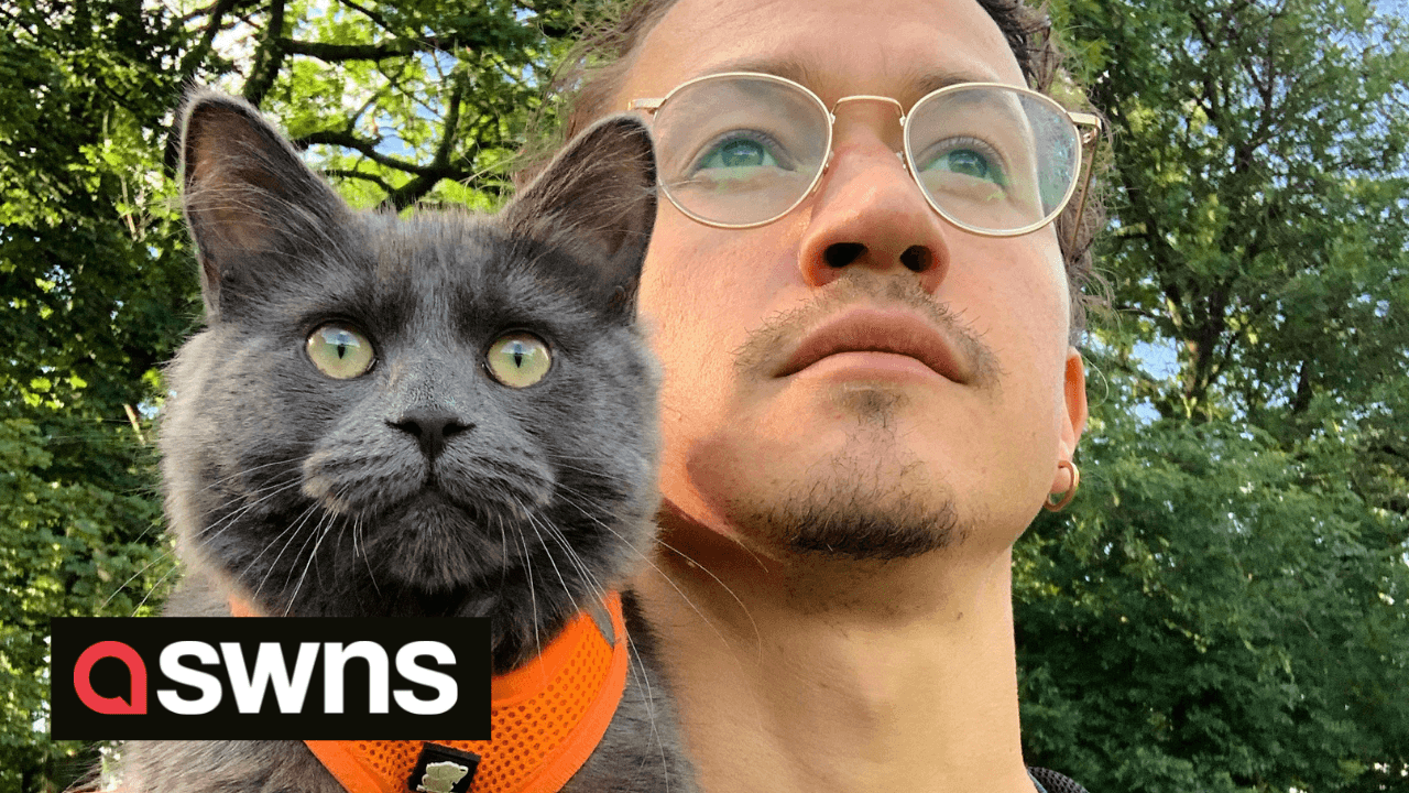 Meet Pohaku, the cat who loves to go on hikes and bike rides with his owner